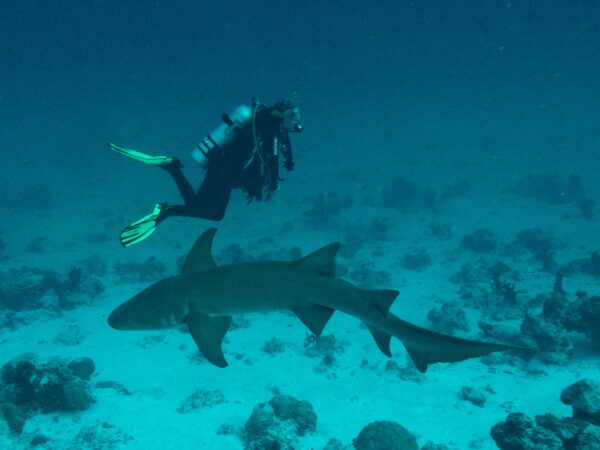 A Trip to the Maldives – by Andy R